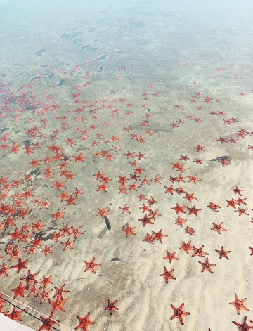 Rạch Vẹm Beach - A Paradise of White Sand and Starfish