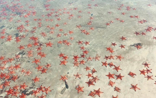Rạch Vẹm Beach - A Paradise of White Sand and Starfish